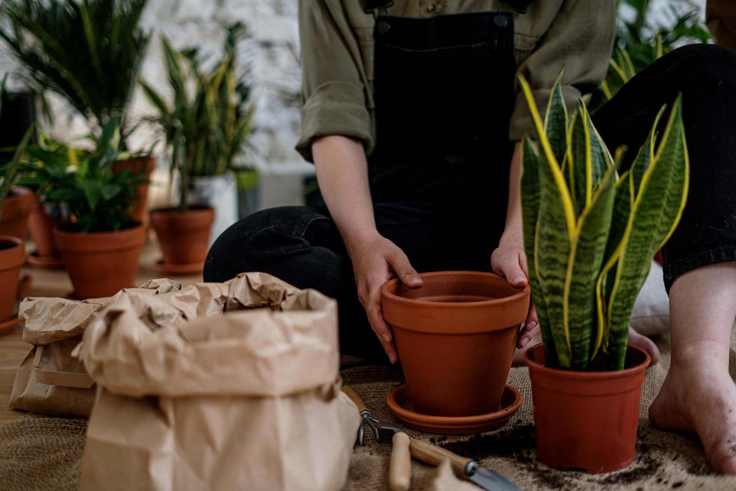 Você conhece as plantas que purificam o ar?